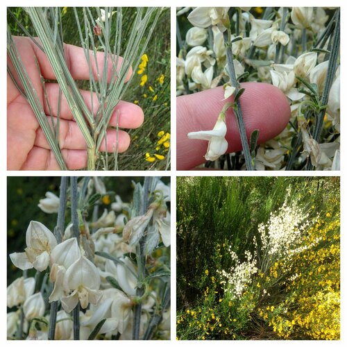 white Spanish broom