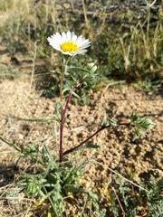 Layia glandulosa