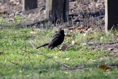 Turdus merula