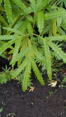 Acacia