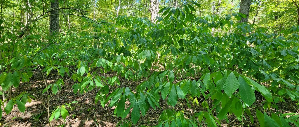 common pawpaw from Saline County, IL, USA on September 15, 2023 at 11: ...