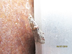 Trachonitis cristella