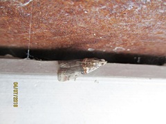 Trachonitis cristella