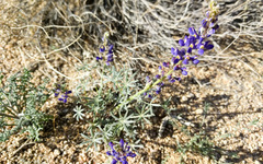 Lupinus sparsiflorus