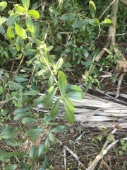 Forestiera segregata