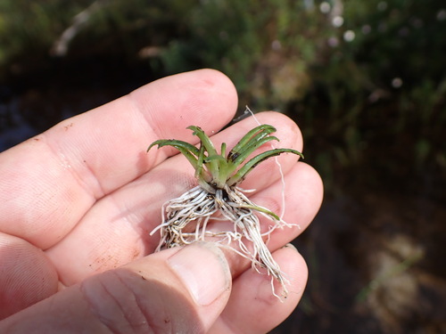 Lobelia dortmanna image