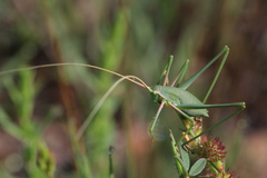 Acrometopa servillea