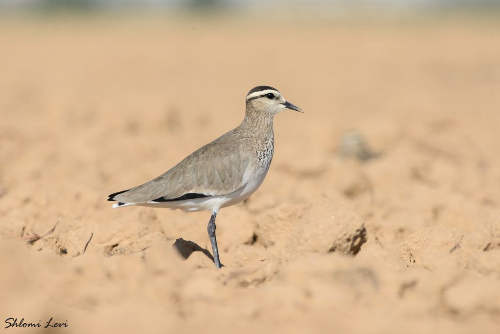 Sociable Lapwing (Vanellus gregarius) photo