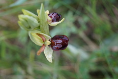 Ophrys sphegodes sphegodes
