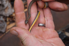 Diadophis punctatus punctatus