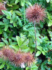 Acaena ovalifolia