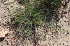Lebeckia pauciflora