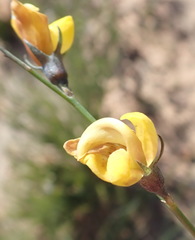 Lebeckia pauciflora