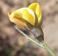 Lebeckia pauciflora