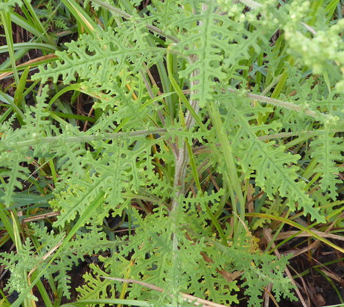 Dysphania schraderiana iNat (1)