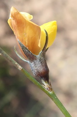 Lebeckia pauciflora