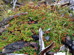 Acaena ovalifolia