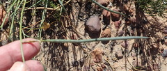 Lebeckia pauciflora