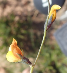 Lebeckia pauciflora