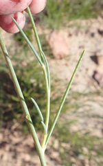 Lebeckia pauciflora