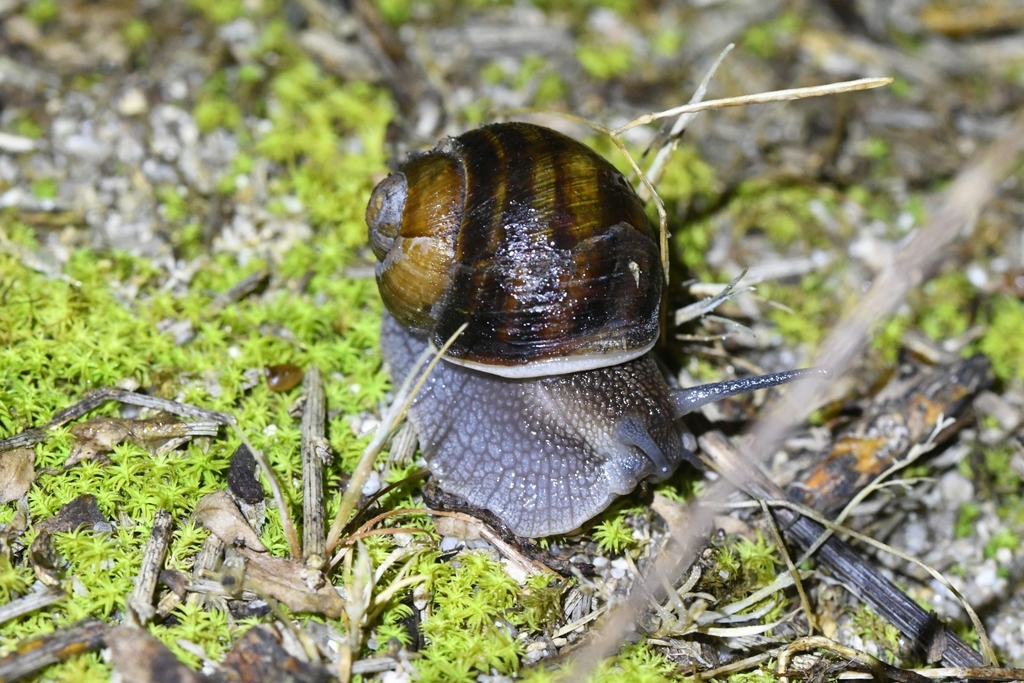 Corsican snail