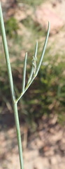 Lebeckia pauciflora