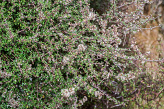 Olearia virgata