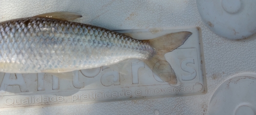 Reinhardt's leporinus (Leporinus reinhardti) — Anostomidae — 4