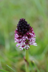 Neotinea ustulata ustulata