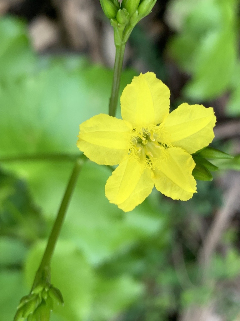 Liparophyllum latifolium (Liparophyllum latifolium)