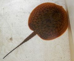 Potamotrygon orbignyi