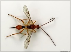 Meteorus pulchricornis