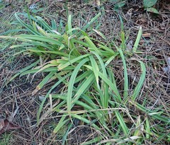 Carex gynodynama