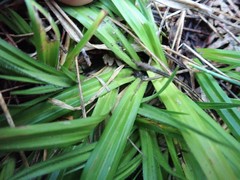 Carex gynodynama