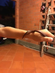 Atractus