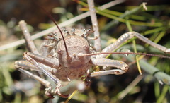 Hetrodes pupus