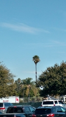 Washingtonia robusta