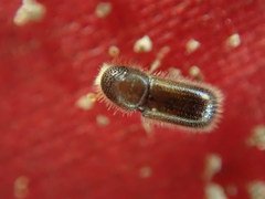 Taphrorychus bicolor