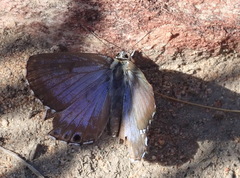 Lepidochrysops australis
