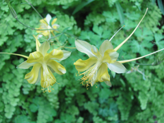 Aquilegia longissima