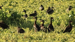 Dendrocygna autumnalis