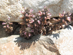 Aphyllon cooperi palmeri