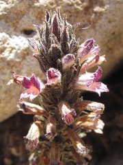 Aphyllon cooperi palmeri