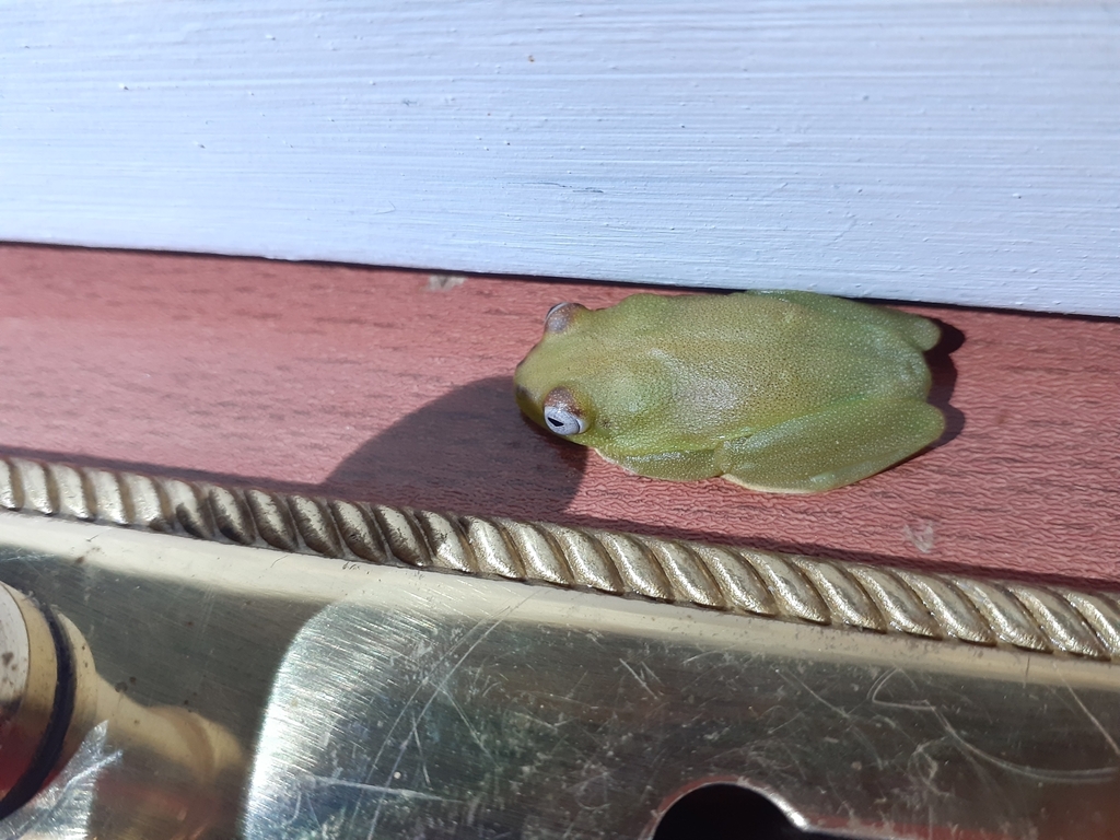 Green Reed Frog