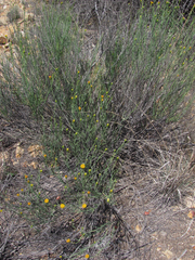 Porophyllum scoparium