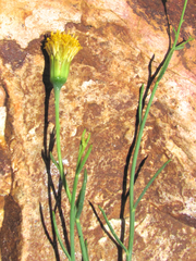 Porophyllum scoparium