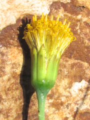 Porophyllum scoparium