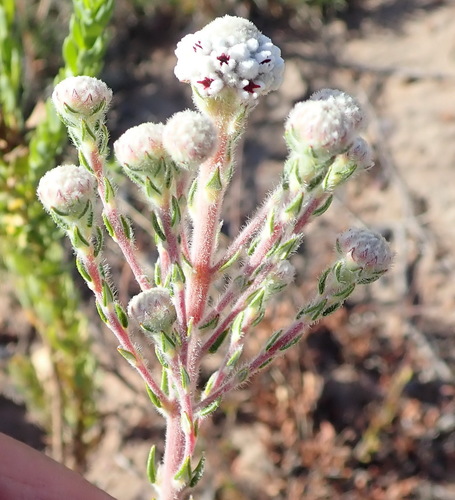 Image of White Hardleaf (Phylica alba) by (c) Nicola van Berkel, some rights reserved (CC BY-SA)