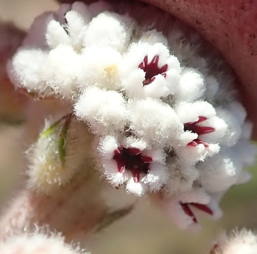 Image of Phylica alba by (c) Nicola van Berkel, some rights reserved (CC BY-SA)