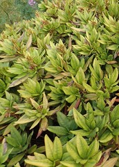Rhododendron caucasicum